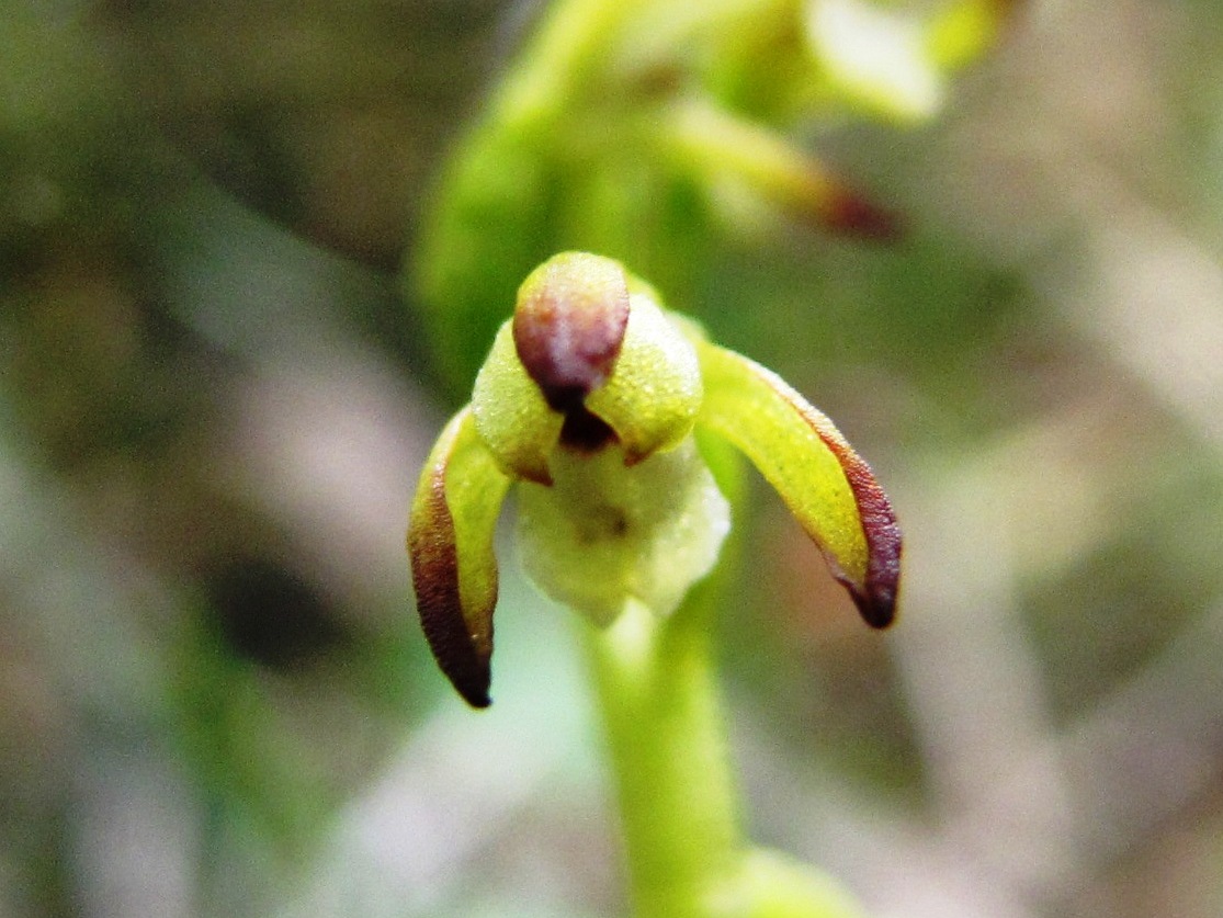 Corallorhiza trifida